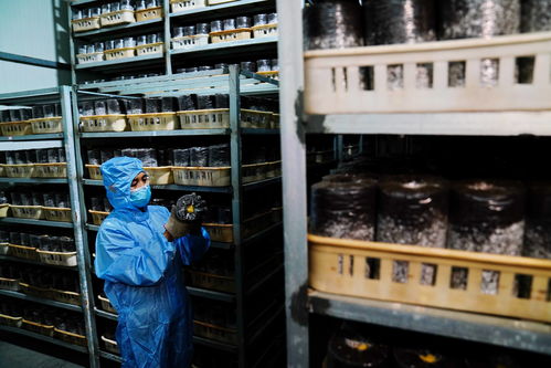 河北威县 工厂化食用菌培育助增收