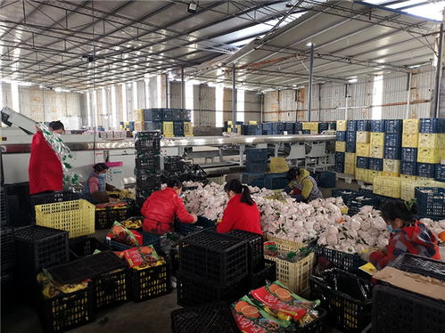 东坡区开出首张食用农产品合格证 助推中国晚熟柑桔东坡春见销售