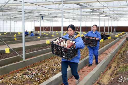 四川广安 特色精品食用菌助农增收